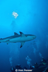 Caribbean Reef Shark Roatan, Honduras by Ken Penner 
